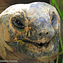 Aldabra giant tortoise