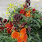Aegean wallflower (Κίτρινη βιολέτα)