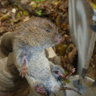 Vole species..