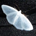 White Spring Moth