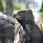 Crowned Eagle