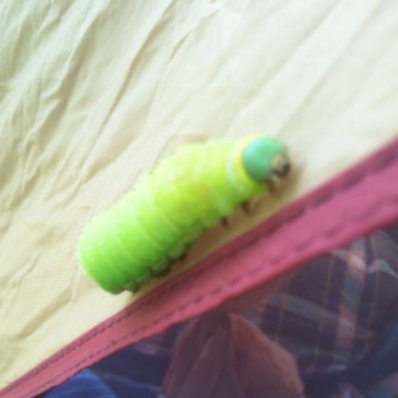 Spotting Image 1