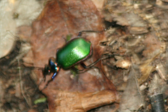 Spotting Image 1