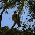 Red-Tailed Hawk