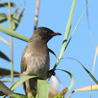 Dark-capped Bulbul