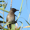 Dark-capped Bulbul