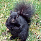 Melanistic gray squirrel