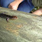 Blue Skink, Five Lined Skink