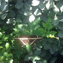 Unknown spotting