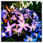 Crocus
