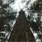 White oak