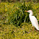 Cattle Egret