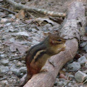 Chipmunk
