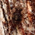 ? Cixiid Planthopper IV