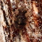 ? Cixiid Planthopper IV
