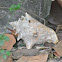 Queen Conch Shell