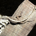 Brown Anole