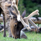 Elk