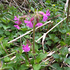 Red campion