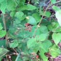 Blackberry Bush