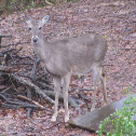 Whitetail deer