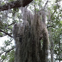 Spanish moss