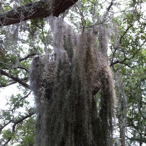 Spotting Image 1