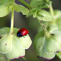 Red Bug