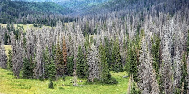 How to install Dream Forest Live Wallpaper lastet apk for android