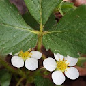 Wild Strawberry