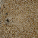 Red Ants
