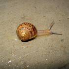 Snail