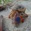 Caribbean hermit crab