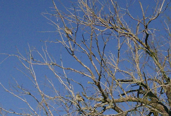 Spotting Image 1