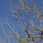 Northern Mockingbird