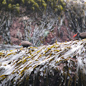 Black Oystercatcher