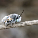 White-Banded Digger Bee