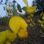 Showy RattlePod, Kaadu Senabu(kannada)