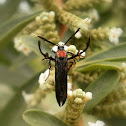 Moth