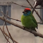 Blue Throated Barbet