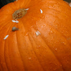 Snail on a Pumpkin :)