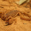 Inland robust scorpion