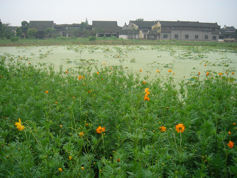 乌镇·花圃