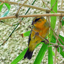 Yellow-fronted Canary