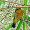 Yellow-fronted Canary