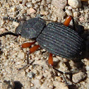Darkling Beetle