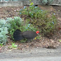 Bush turkey