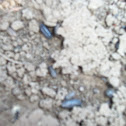 Pill Bugs