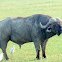African Buffalo
