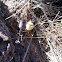 western black widow